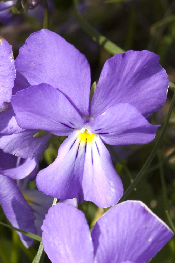 Viola calcarata/Viola con sperone